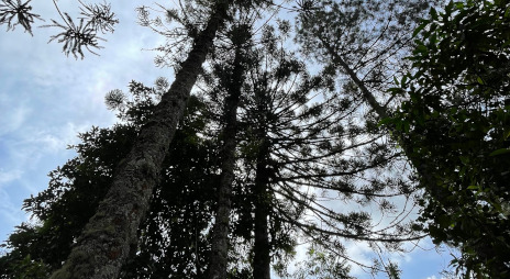 Uma araucária (pinheiro candelabro)